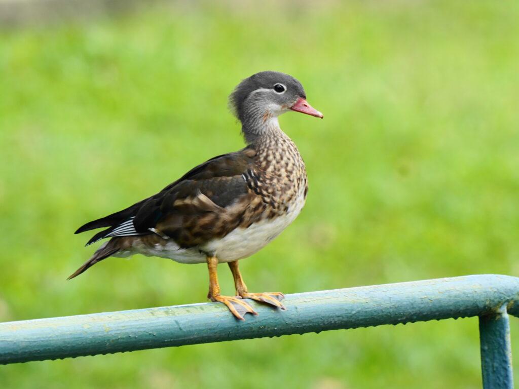 オシドリ再び Oct 21 オシドリ再び Oct 21