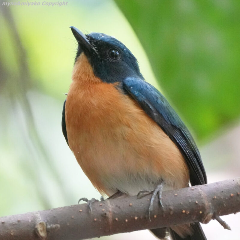 シンガポール在住夫婦が、カメラで撮った野鳥、お勧めレストランなどをご紹介