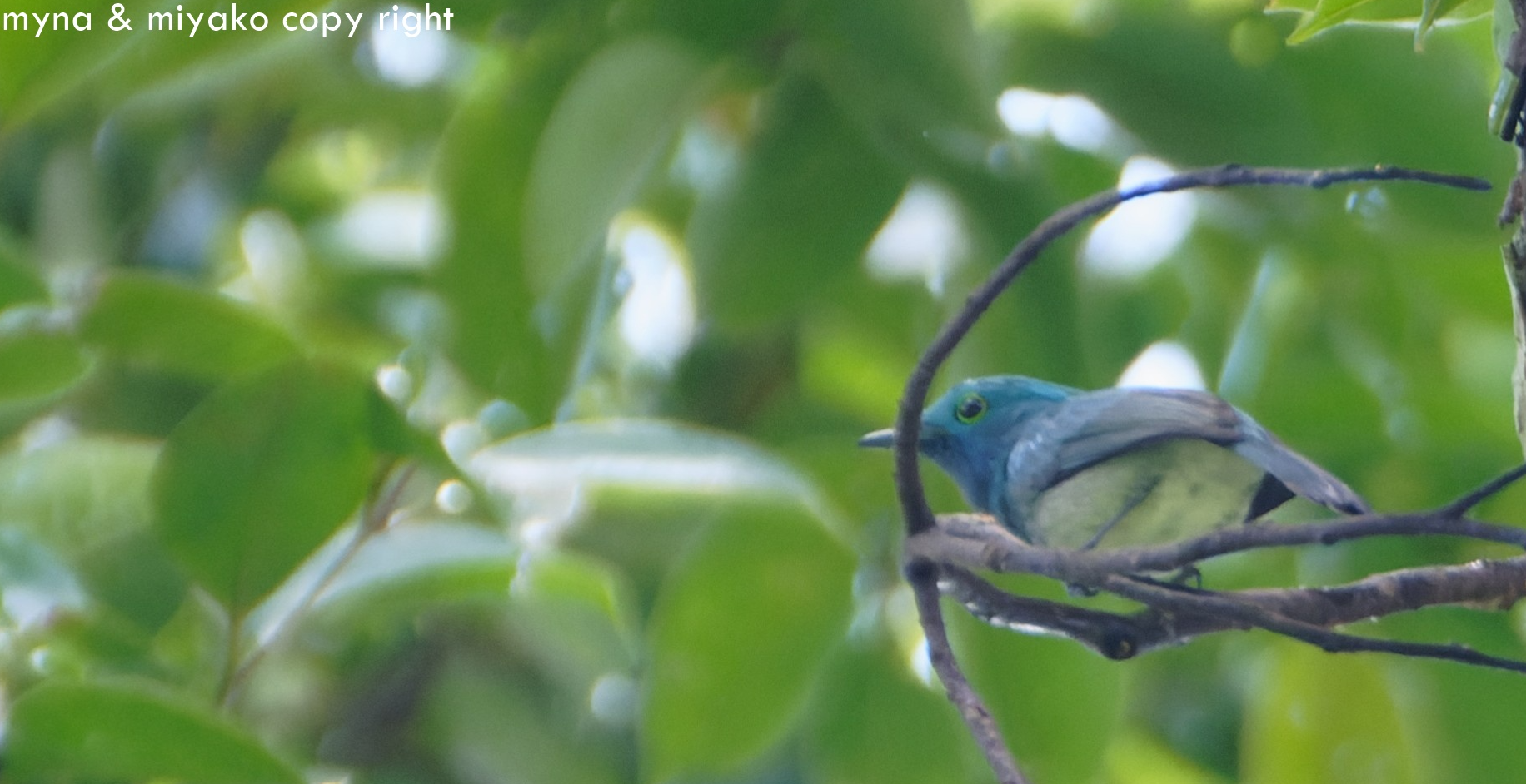 Took Celestial Monarch finally.. Apr 2025