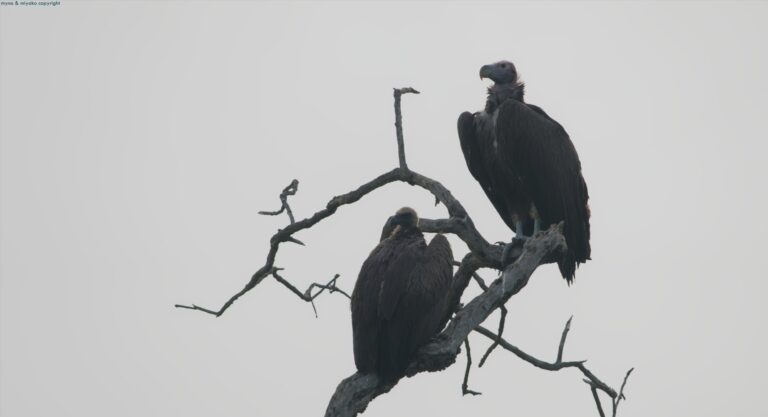 Ug Raptor Raptors as a Major Target in Uganda Jan 2026