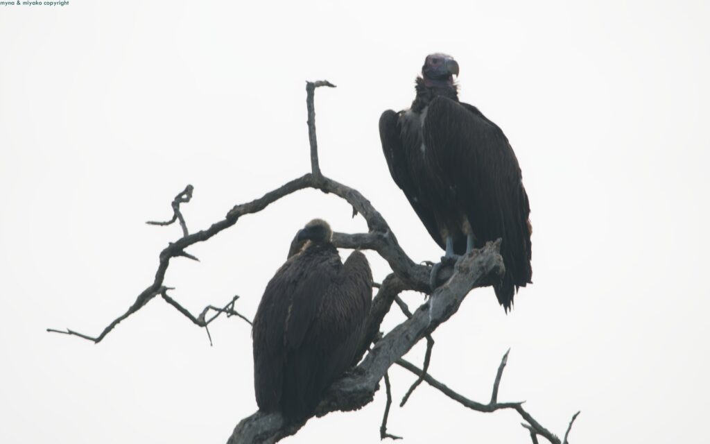 Ug Raptor Raptors as a Major Target in Uganda Jan 2026 | シンガポールなんでも写真日記